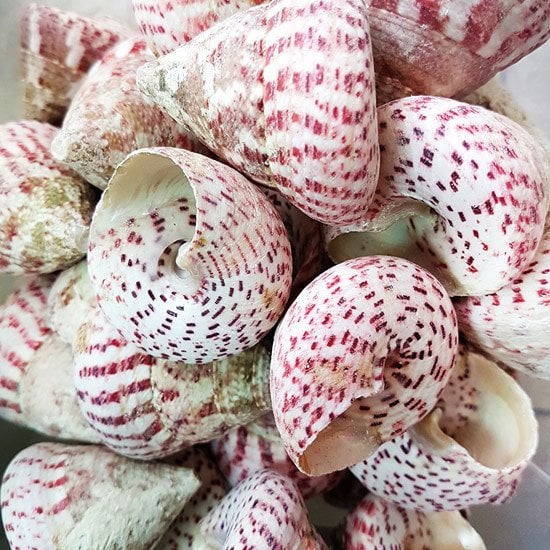 Deniz Kabuğu Troca Strawberry - 3.5 cm