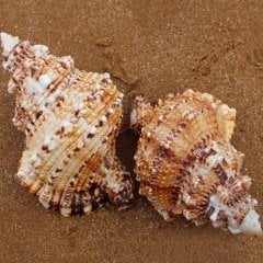Salyangoz Kabuğu 7 cm