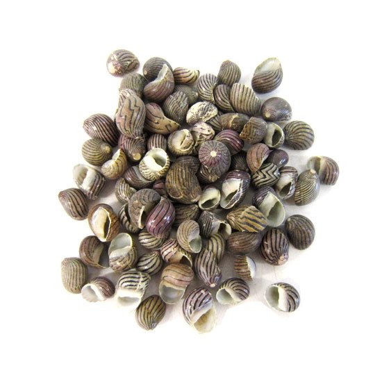 Deniz Kabuğu Nerita 50 g
