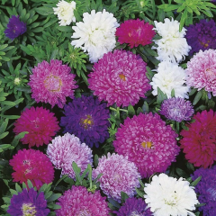 Semilla de margarita Vilmorin Aster Margarite (flor de estrella)