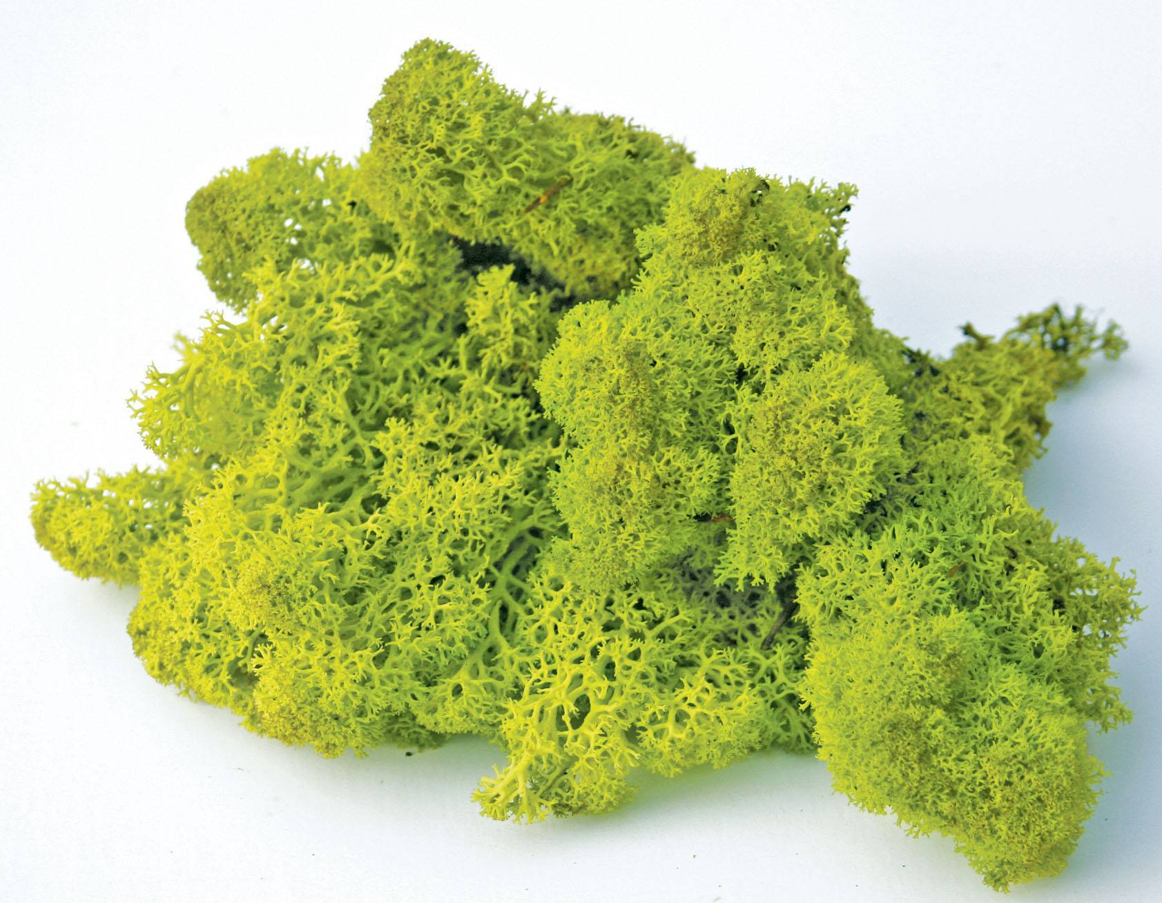 Yosun Sphagnum Yeşil