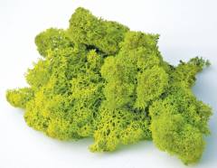 Yosun Sphagnum Yeşil