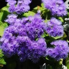 Семена от димни цветя на Blue Steamer