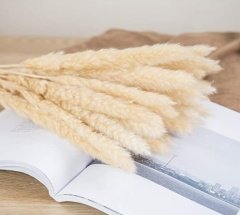 Pampas Otu 10 Adet